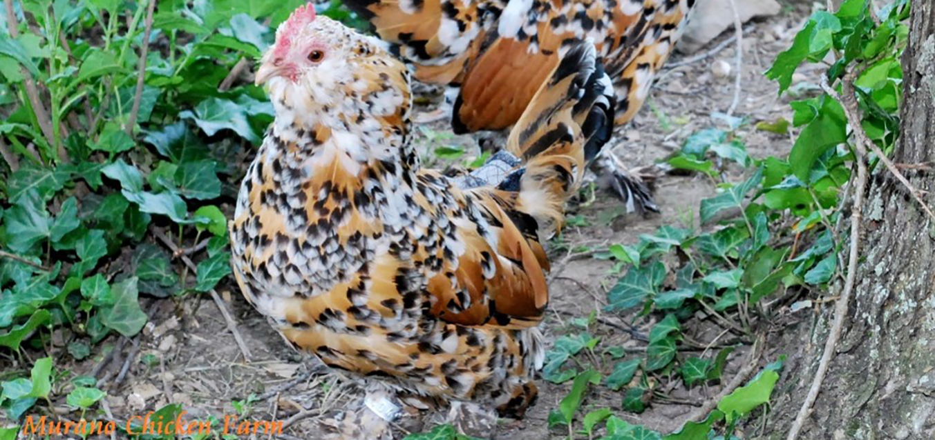 Belgian D’Uccles: A True Bantam Chicken Breed